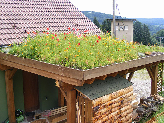 Les coquelicots s'épanouissent quelques semaines après le semis du mélange grainier - © P. Puech