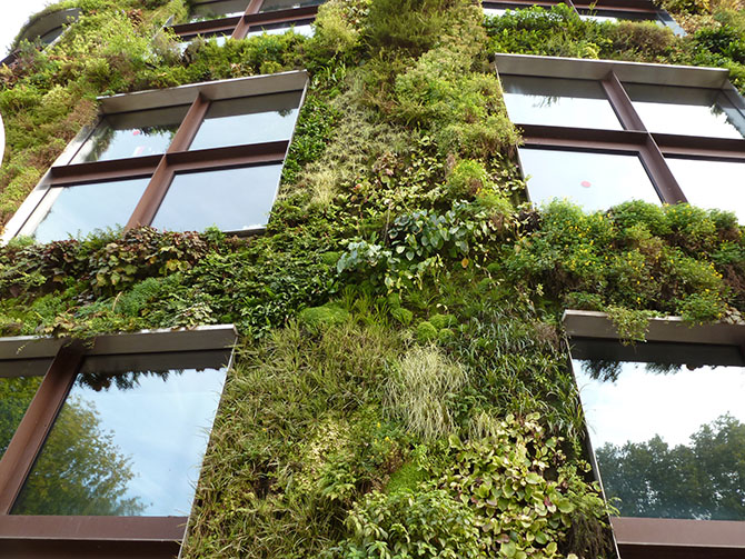 Figure 1 : Exemple de mur végétalisé sur nappe, de Patrick Blanc au Musée du Quai Branly à Paris - © O. Damas - Plante & Cité