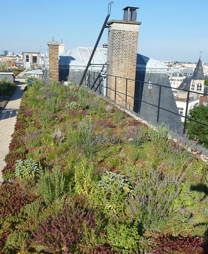 Zone expérimentale créée en 2012 sur le toit de l’école d’agronomie AgroParisTech (Paris 5ème) afin d’étudier la biodiversité dans un couvert de type prairie arbustive aromatique.