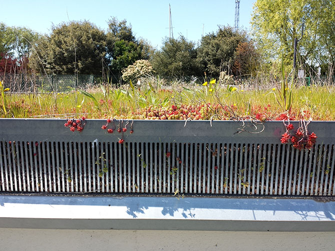 Toitures végétale « instrumentée » à l'université de La Rochelle - © E. Bozonnet