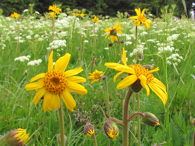 Arnica montana dans un champ des Vosges : une production quasi exclusive de cueillette - © B. Pasquier