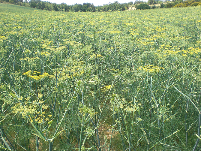 Un champ de fenouil aromatique - © P. Desmarest