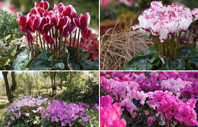 Cyclamen persicum Mill - © Cyclamen Society - Cyclamens Morel/E. Ulzega