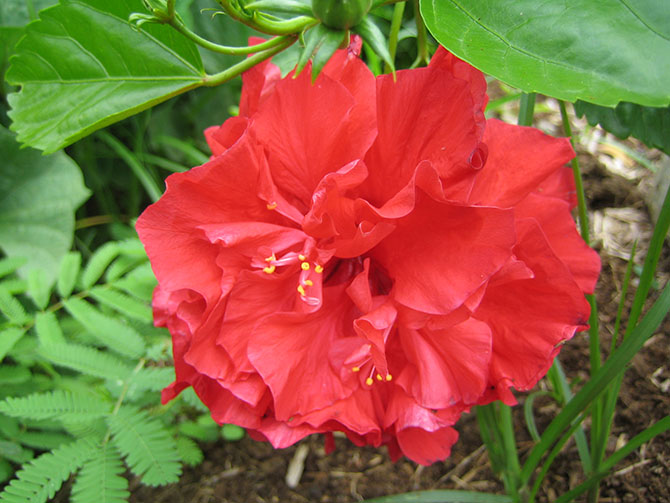 Fleur d'hibiscus thé - Hibiscus sabdariffa - pour préparer le bissap ou carcadé - © P. Garnon