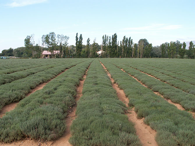 Culture du thym en Provence : une des composantes des herbes de Provence - ©  P. Gallois