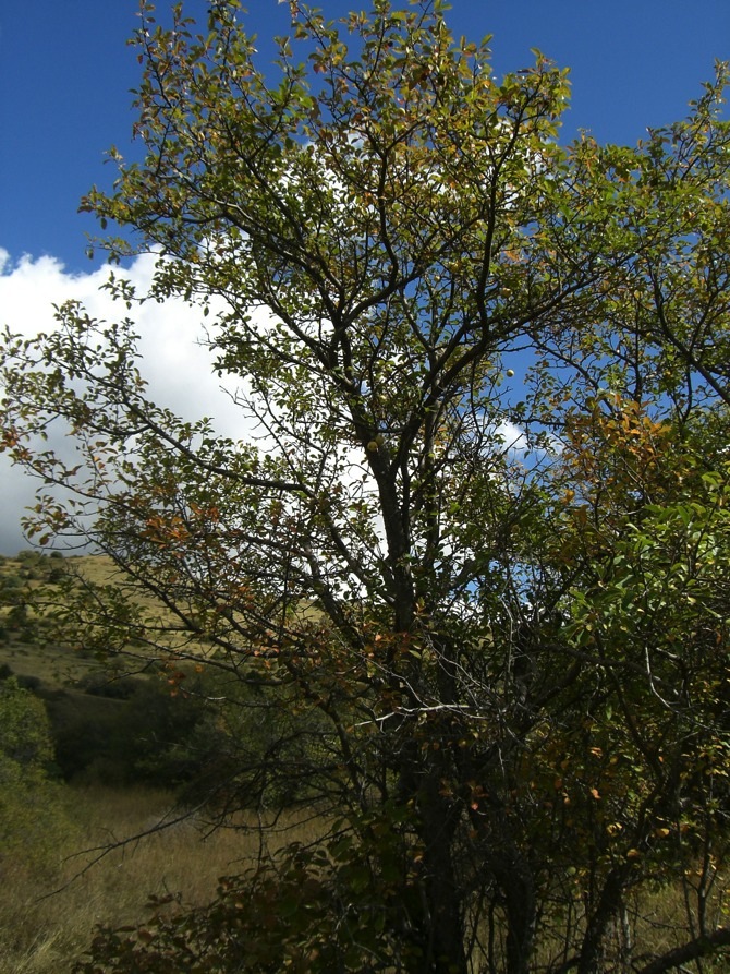 Silhouette de l'arbre de Malus sylvestris en lisière de forêt - © D.R.