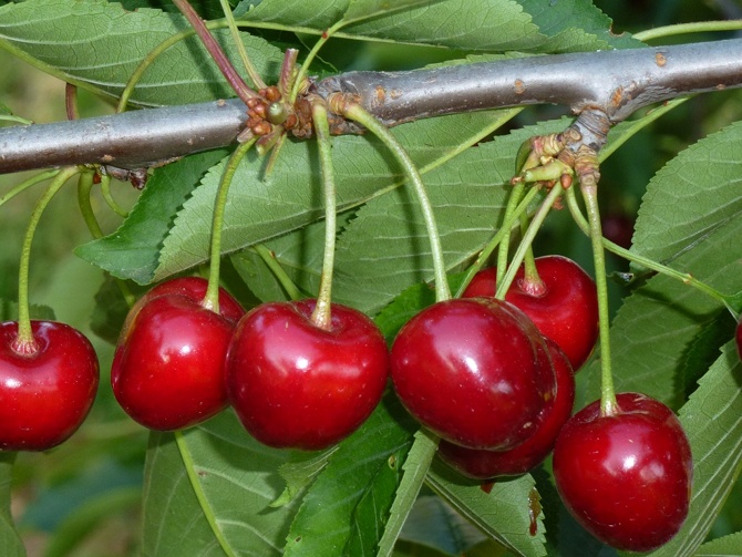 La cerise Fermina, une variété adaptée mise au point par l’INRA - © J. Quero-Garcia INRA