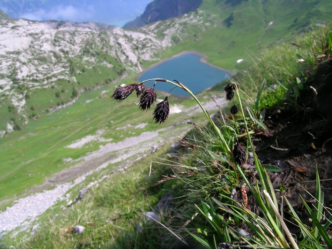 Des populations de Carex atrofusca auraient survécu de manière indépendante autour des Alpes et en Scandinavie - © D.R.