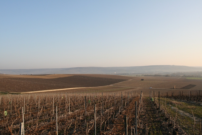 La viticulture devra s'adapter au changement climatique - © J.-F. Coffin