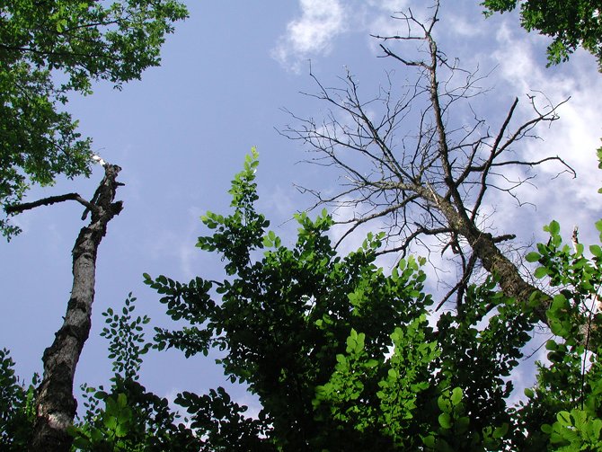 Les feuillus caduques sont particulièrement sensibles aux excès du climat comme ici, des arbres en dépérissement - © N. Bréda