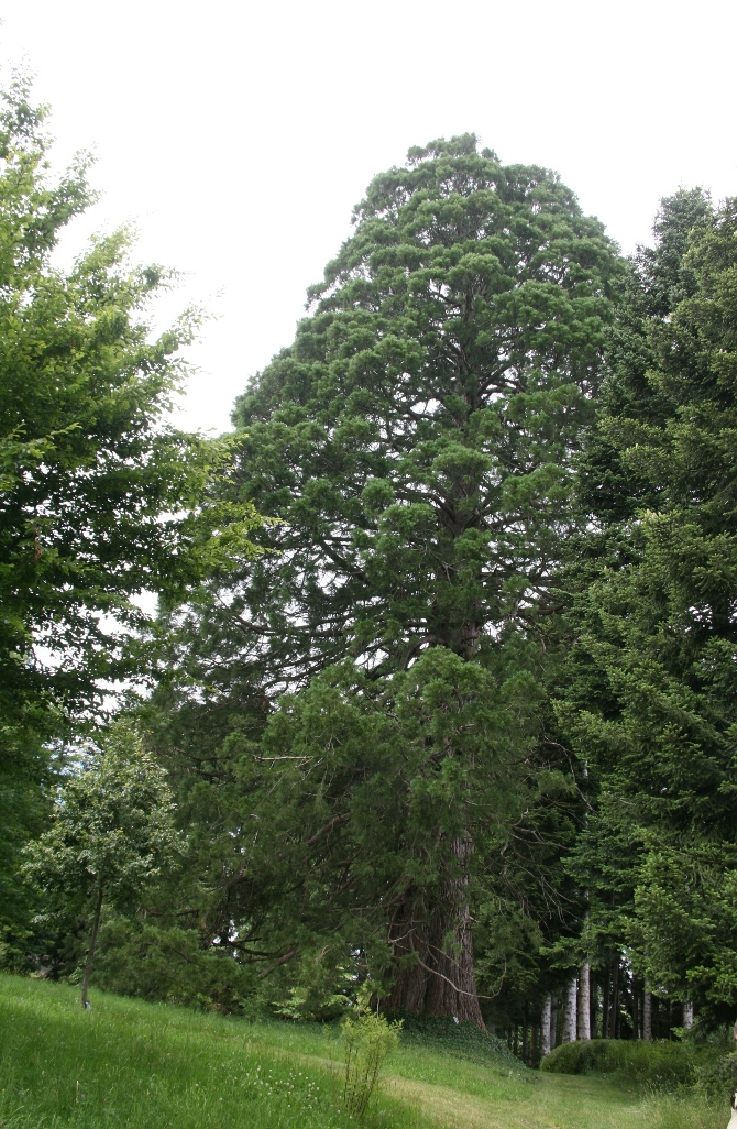 Le Sequoiadendron se situe parmi les conifères plutôt résistants à la sécheresse. Ici, un spécimen de l’arboretum du château de Neuvic d’Ussel (Corrèze) — © J.-F. Coffin