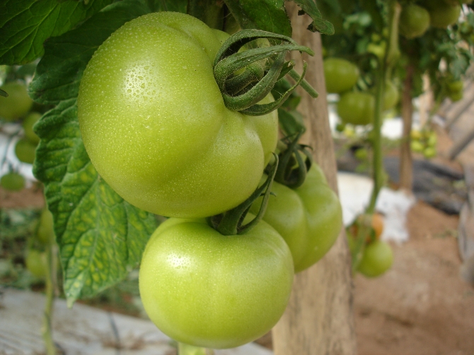 Les tomates sous serres seront impactées par le changement climatique - © J.-F. Coffin