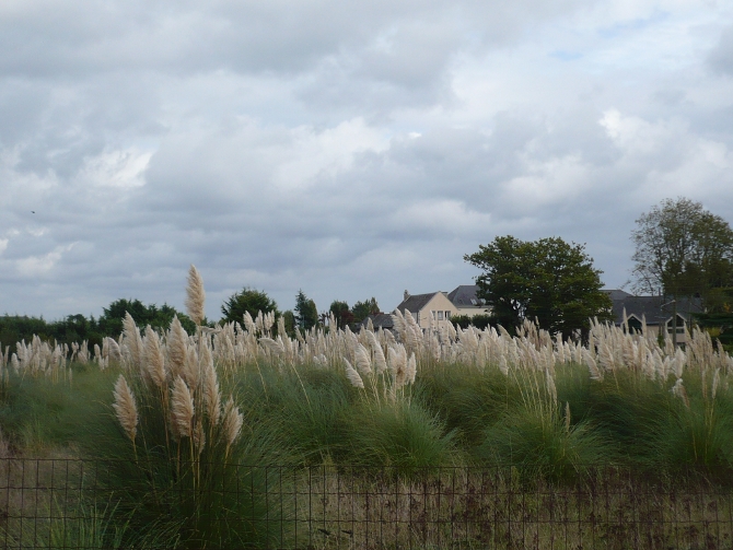 L’invasion de l’herbe de la Pampa deviendra problématique © J. Le Corff