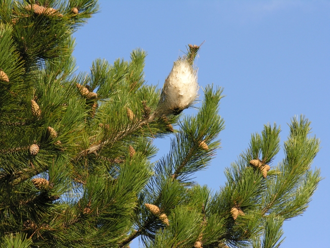 La présence de processionnaires dans un pin : un nid de soie blanche - © J. Rousselet INRA