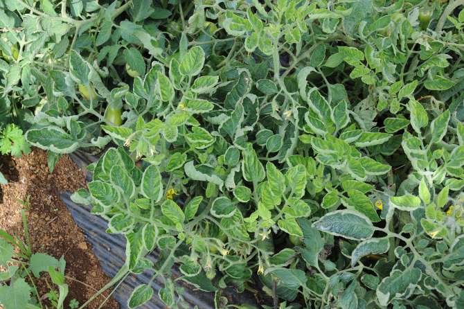Le virus des feuilles jaunes en cuillère (TYLCV), transmis par l’aleurode Bemisia tabaci, sera certainement favorisé par le réchauffement climatique - © INRA