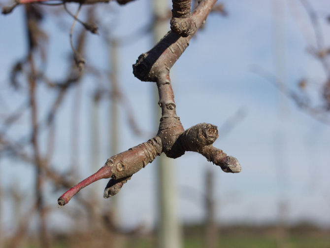 Retour à fruit « bourse-sur-bourse » sur plusieurs années consécutives : un marqueur morphologique fiable de la régularité de fructification. Cultivar de pommier ‘Granny Smith’ - © P.E. Lauri - INRA