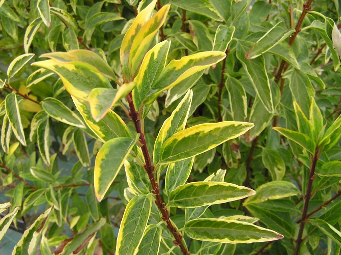 Panachure du feuillage d'un Forsythia sp. - © INRA, A. Cadic