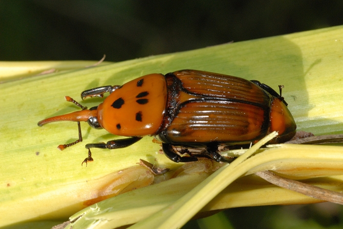 Le Rhynchophorus ferrugineus (ici, une femelle) ou charançon rouge des palmiers, a été signalé en France en 2006 - © D.R.