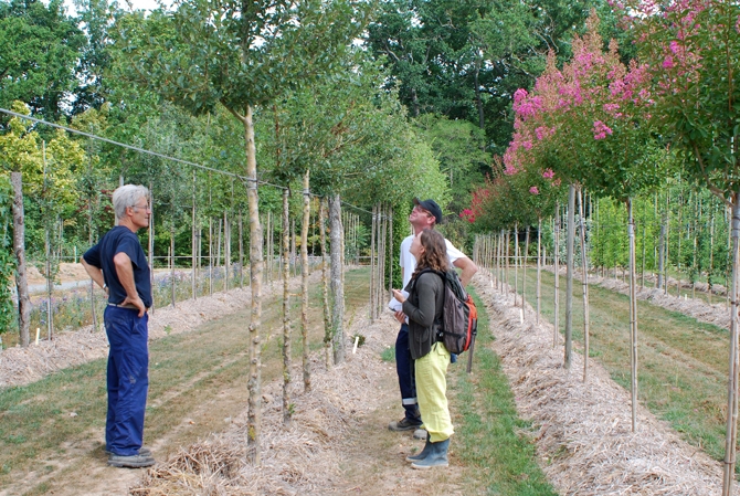 Contrôle  phytosanitaire en pépinière ornementale de pleine terre - © J. Jullien