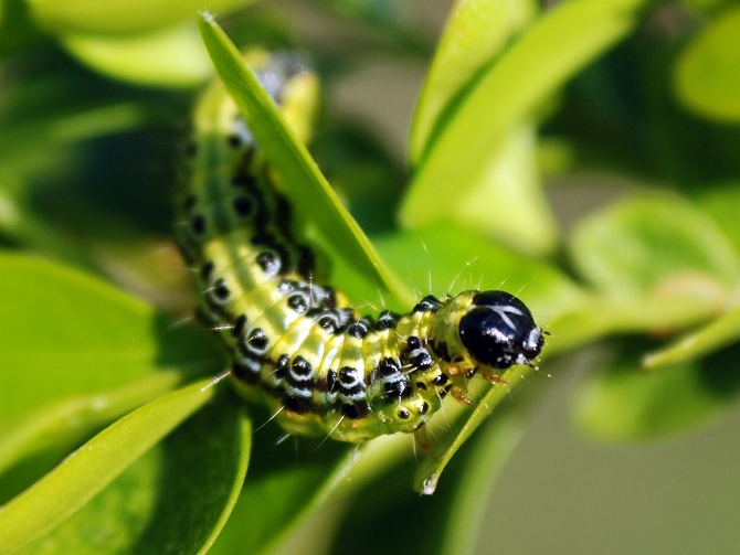 Chenille de la pyrale du buis (Cydalima perspectalis) - © Jérôme Jullien