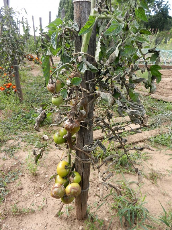 De nombreux agents pathogènes comme le mildiou peuvent attaquer les cultures de tomates © P. Delabrouille