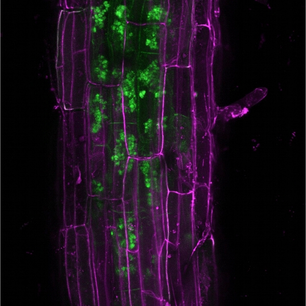 Figure 1 : Marquage des arbuscules développés par un champignon mycorhizien par une protéine végétale fluorescente (verte) localisée à l’interface symbiotique. Les parois végétales (violet) sont observées grâce à leur autofluorescence - © Dr. Temur Yunusov, Schornack Lab, Sainsbury Laboratory, University of Cambridge