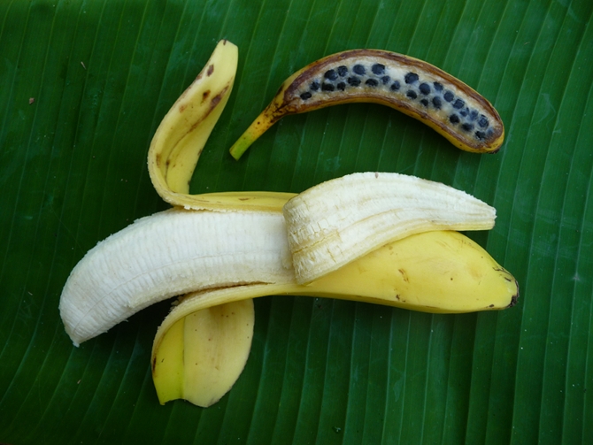 Figure 1. En haut une banane diploïde avec de nombreuses graines dans la chair, en bas une banane cultivée triploïde parthénocarpique - © A. d’Hont