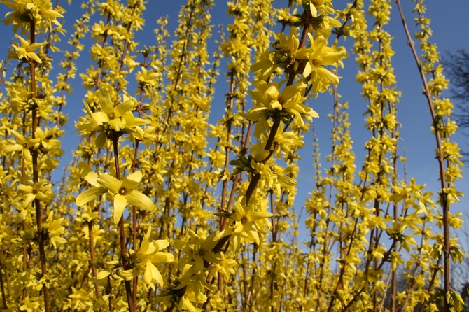 Pas besoin d’attendre le printemps pour avoir de beaux rameaux fleuris de Forsythia grâce au forçage - © J.-F. Coffin