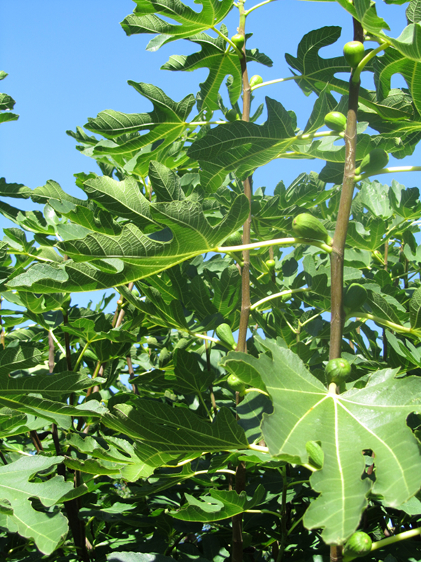Figuier: feuilles lobées et jeunes figues - © R. Prat