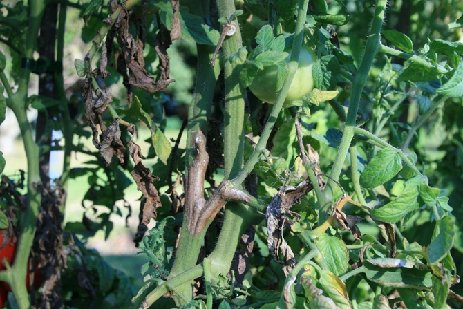Attaque sévère de mildiou sur tige principale de tomate - © D.R.