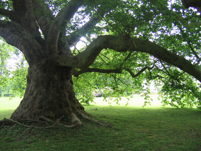 L'arbre et la loi - Jardins de France