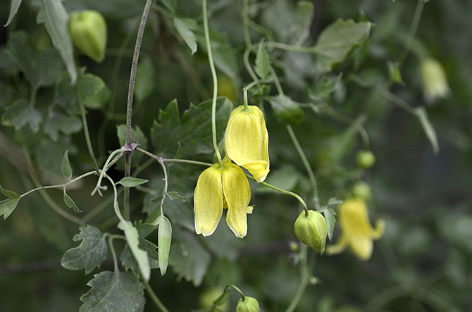 Clematis glauca