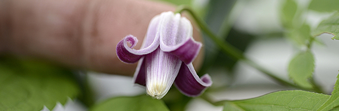 Clematis heracleifolia