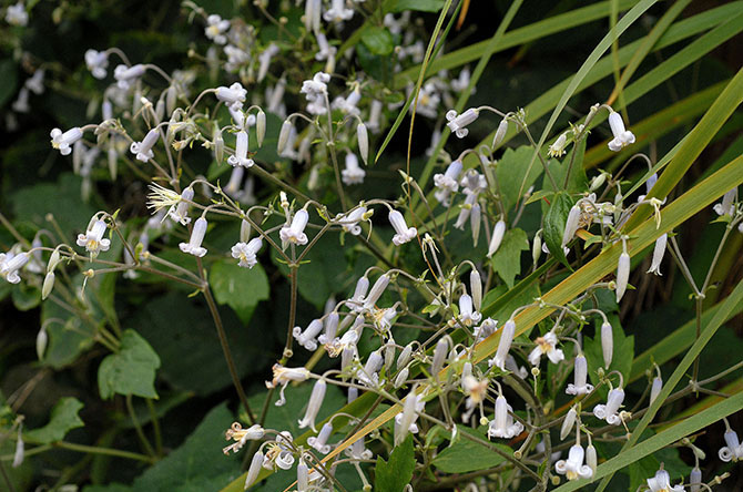 Clematis stans