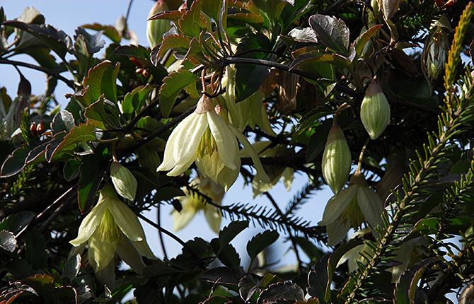 Clematis cirrhosa