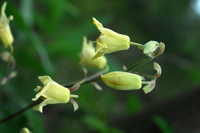 Clematis rehderiana