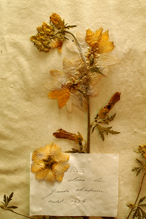 La planche de Malva alcea de l'herbier de Jean-Henri Fabre, un patrimoine qui apporte des connaissances précieuses sur la morphologie de l'espèce. De nombreuses planches de l'herbier du Muséum sont aujourd'hui numérisées © Ph.Abel MnHn