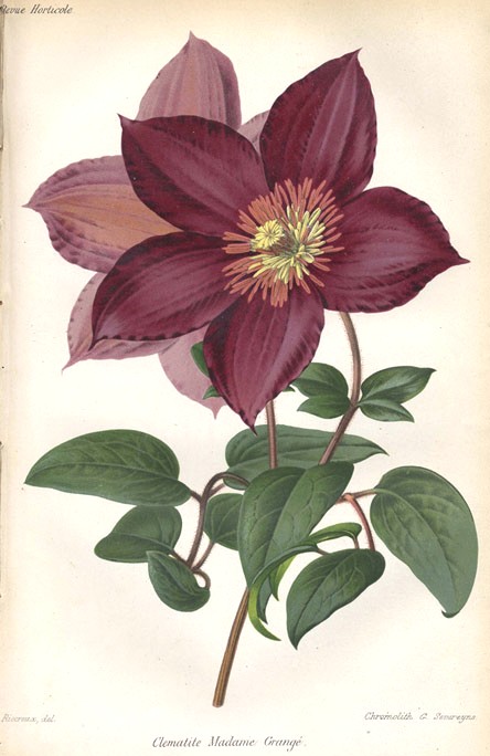 Clematis Madame Grangé Revue Horticole 1877 © Alfred Riocreux