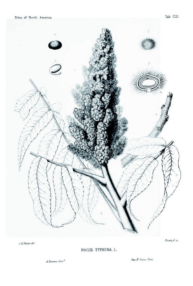 Silva of North America 1893 Rhus Typhina 1864 © Alfred Riocreux