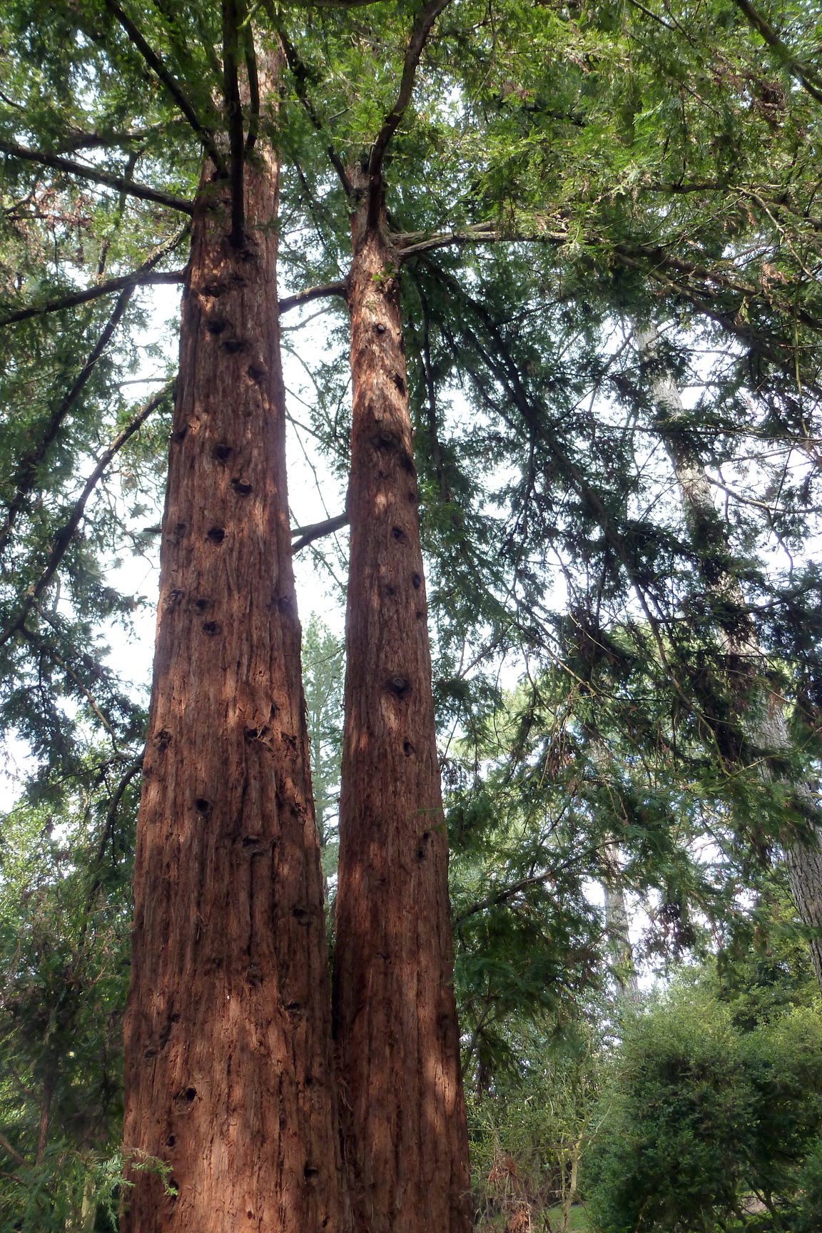 Sequoiadendron giganteum a été activement planté en parc depuis 1853, parfois dans des conditions assez favorables comme en Écosse ou dans le Massif central. Arboretum Gaston Allard (Angers) - © Ville d'Angers / Muséum