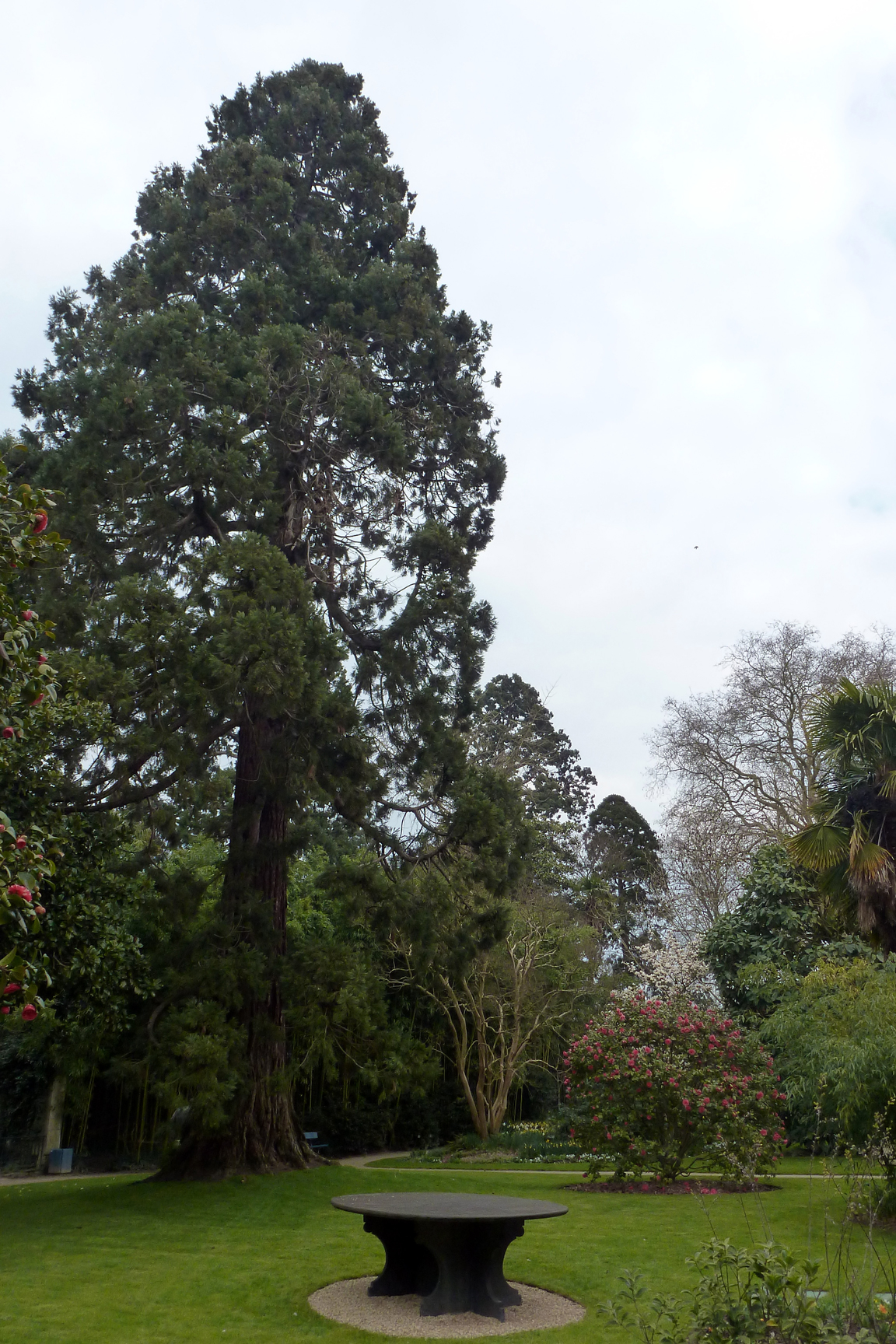 2 : Sequoia sempervirens à l’arboretum Gaston Allard (Angers) - © Ville d’Angers / Muséum Des études récentes montrent que la taille de ce géant possède une borne. Vu la physiologie des vaisseaux conducteurs chez les conifères, la limite d’absorption de l’eau doit se situer aux alentours de 135 m.